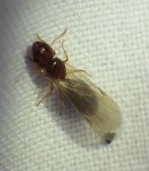 Pheidole parva