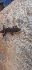 Spiny Colobosaura photo 2