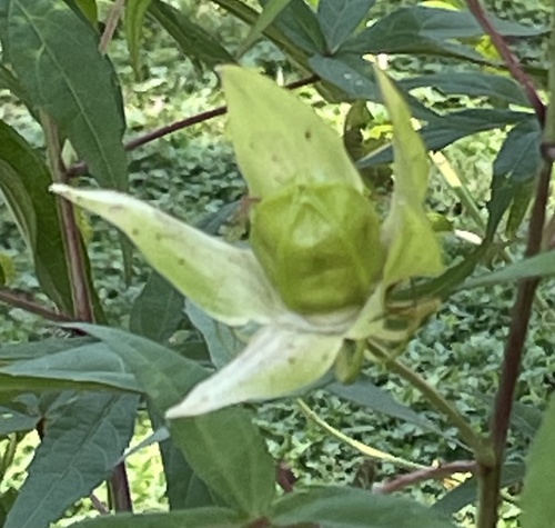 Image of Hibiscus coccineus by no rights reserved