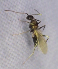 Nylanderia steinheili