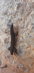 Spiny Colobosaura photo 3