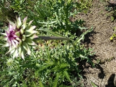 Tragopogon porrifolius