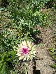 Tragopogon porrifolius