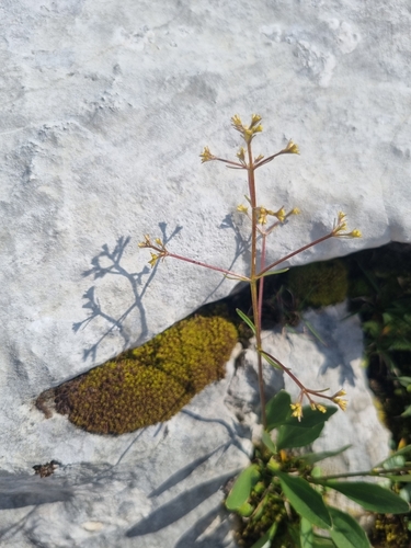 Image of Valeriana saxatilis by no rights reserved