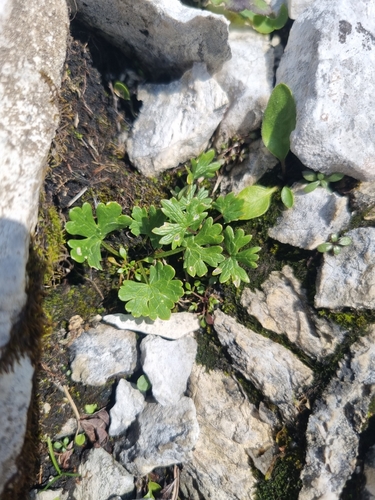 Image of Ranunculus alpestris by no rights reserved