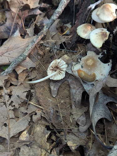 Mycena (Photo 2 of 2)