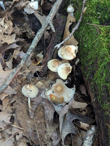 Mycena