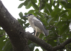 Nycticorax nycticorax