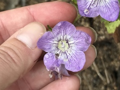 Phacelia grandiflora