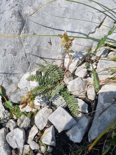 Image of Long-Nosed Lousewort (Pedicularis rostratocapitata) by no rights reserved