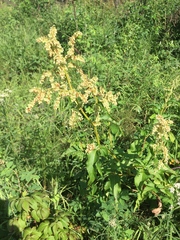 Koenigia alaskana