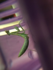 Stagmomantis limbata