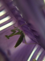 Stagmomantis limbata