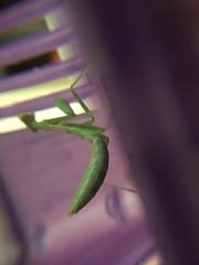 Stagmomantis limbata