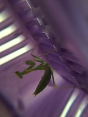 Stagmomantis limbata