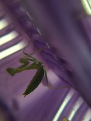 Stagmomantis limbata