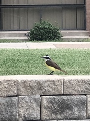 Pitangus sulphuratus