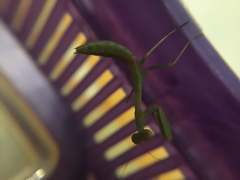 Stagmomantis limbata