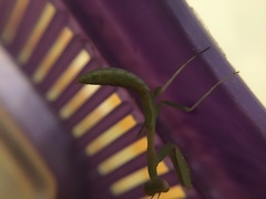 Stagmomantis limbata