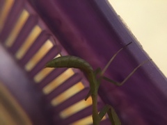 Stagmomantis limbata