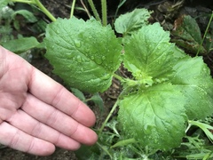 Phacelia grandiflora