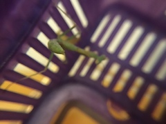 Stagmomantis limbata