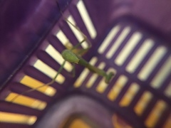 Stagmomantis limbata