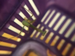 Stagmomantis limbata