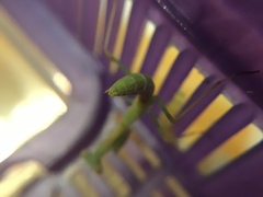 Stagmomantis limbata