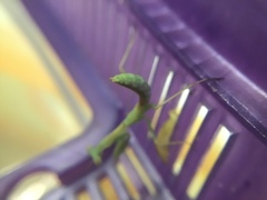 Stagmomantis limbata