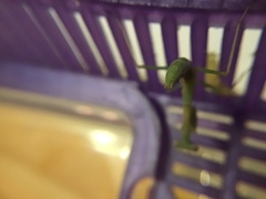 Stagmomantis limbata