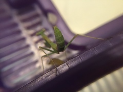 Stagmomantis limbata