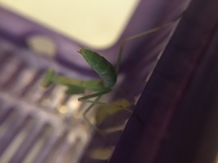 Stagmomantis limbata