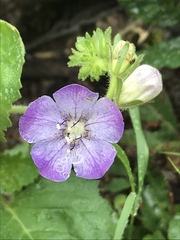 Phacelia grandiflora