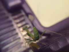 Stagmomantis limbata