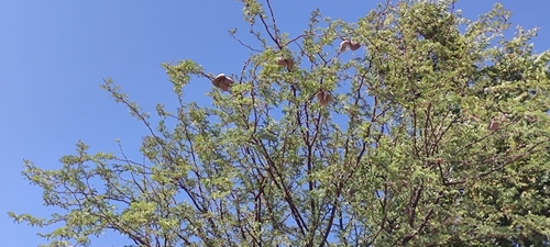 Camel Thorn