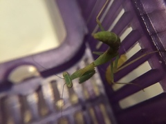 Stagmomantis limbata