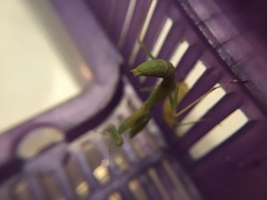 Stagmomantis limbata