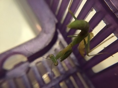 Stagmomantis limbata