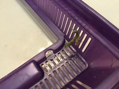 Stagmomantis limbata