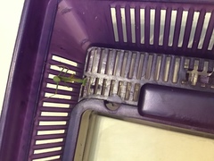 Stagmomantis limbata