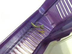 Stagmomantis limbata