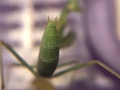 Stagmomantis limbata