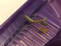 Stagmomantis limbata