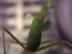 Stagmomantis limbata