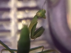Stagmomantis limbata
