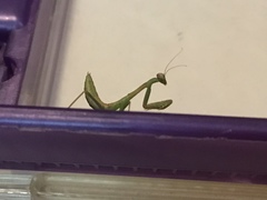 Stagmomantis limbata