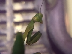 Stagmomantis limbata