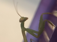 Stagmomantis limbata