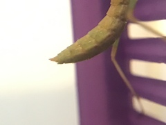 Stagmomantis limbata